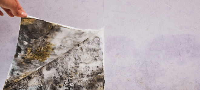 Cracks in flooring and walls showing mold growth due to moisture intrusion