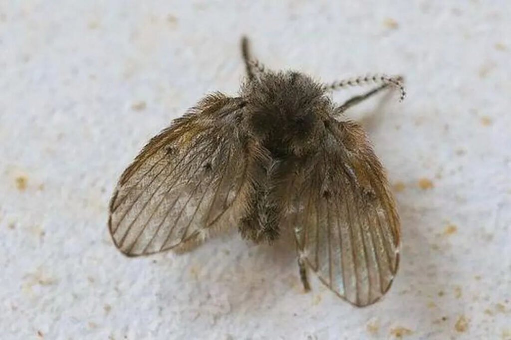 Close-up of a moth fly consuming decayed organic matter and mold