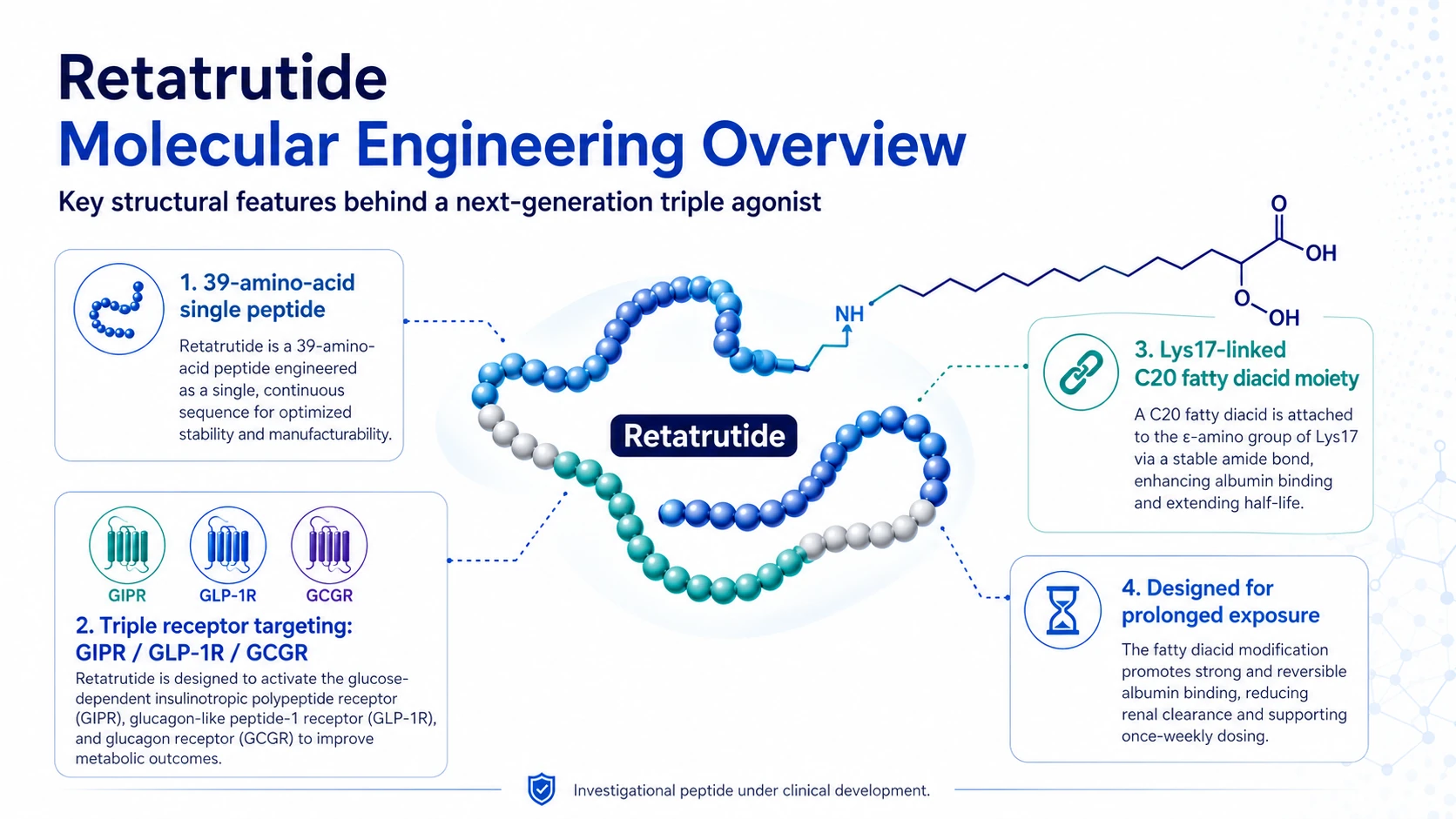 Retatrutide molecular engineering overview showing a 39-amino-acid peptide, triple receptor targeting, Lys17-linked C20 fatty diacid modification and long-acting design features.